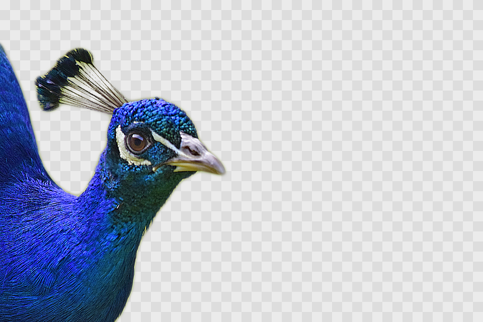 Go To Peacock Feathers, Animal, Bird, Beak Png Image