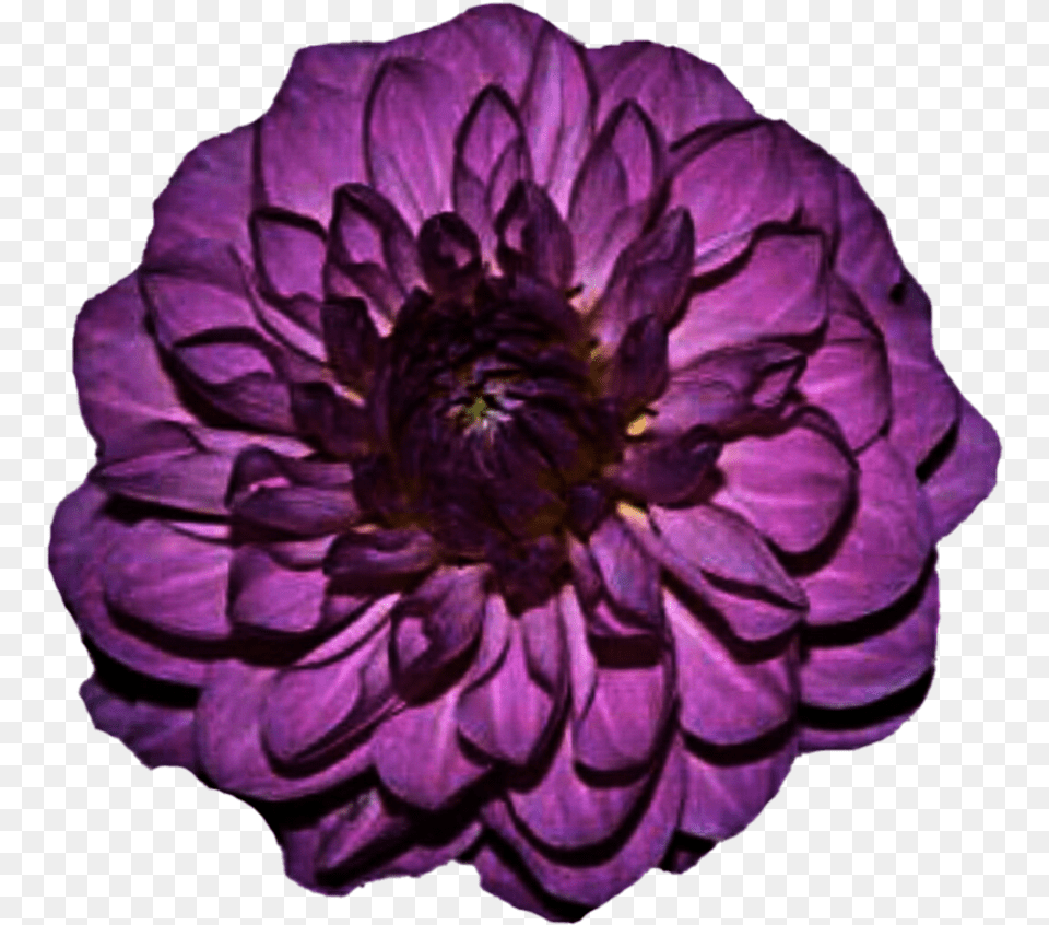 Go To Purple Flower, Dahlia, Plant, Rose, Petal Png Image