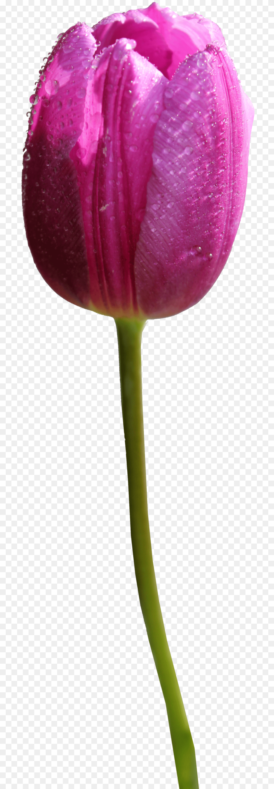Go To Image Purple Tulip Flower, Plant, Petal Png