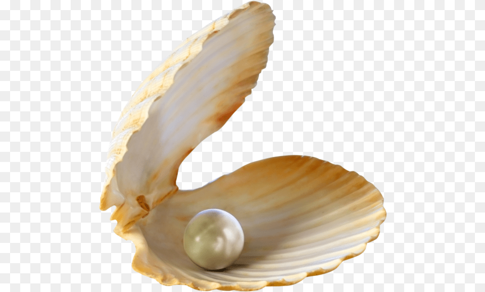 Go To Image Seashells, Accessories, Jewelry, Pearl, Clam Free Png