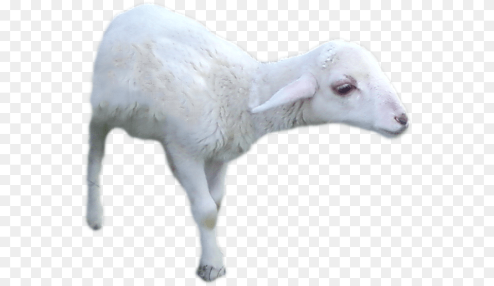 Go To Image Sheep, Livestock, Animal, Mammal, Cattle Free Png Download