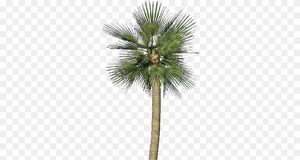 Go To Image Small Palm Tree, Palm Tree, Plant, Animal, Bird Png