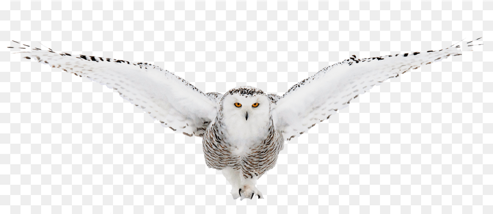Go To Image Snowy Owl, Animal, Bird, Beak, Flying Free Transparent Png