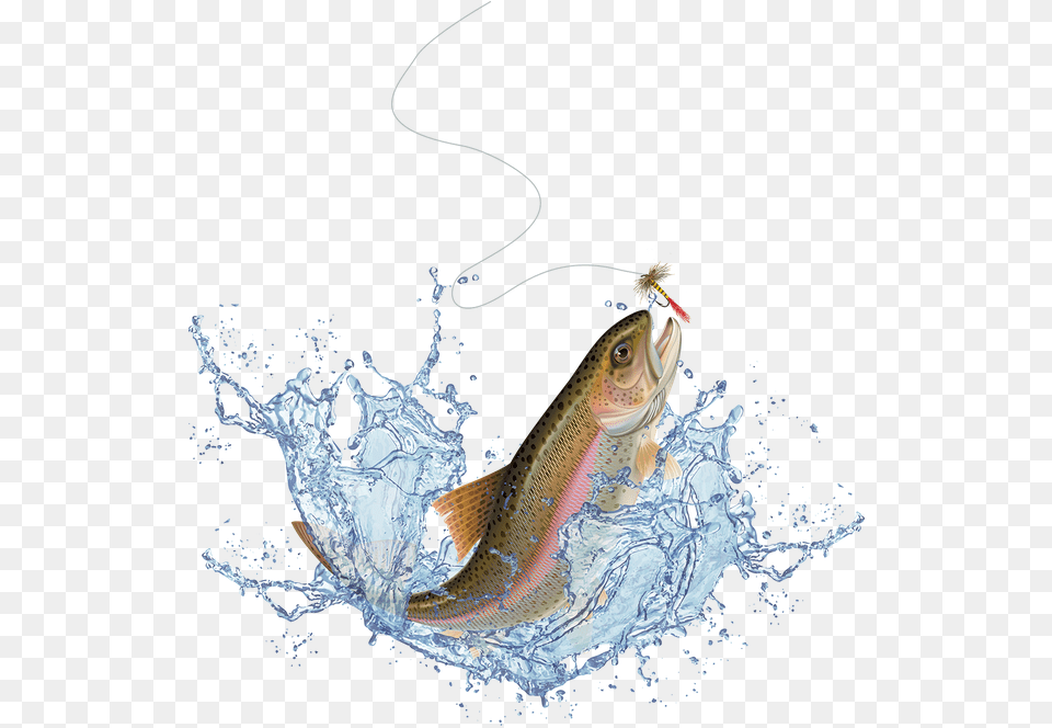 Go To Image Transparent Jumping Fish, Animal, Sea Life, Trout Png