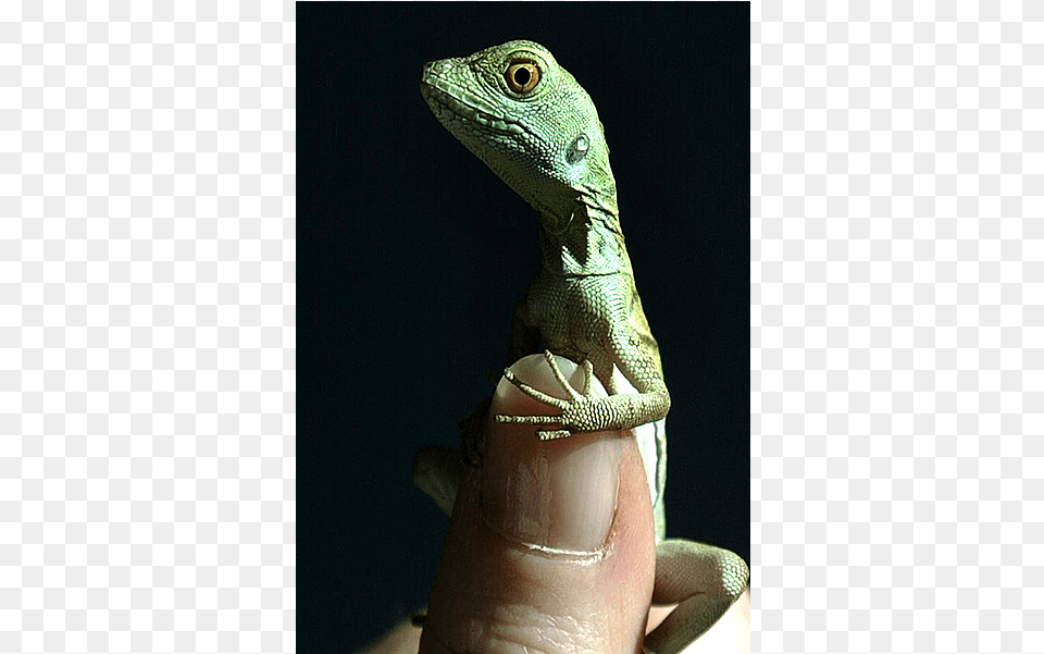 Go To Image Water, Animal, Anole, Reptile, Wildlife Free Transparent Png