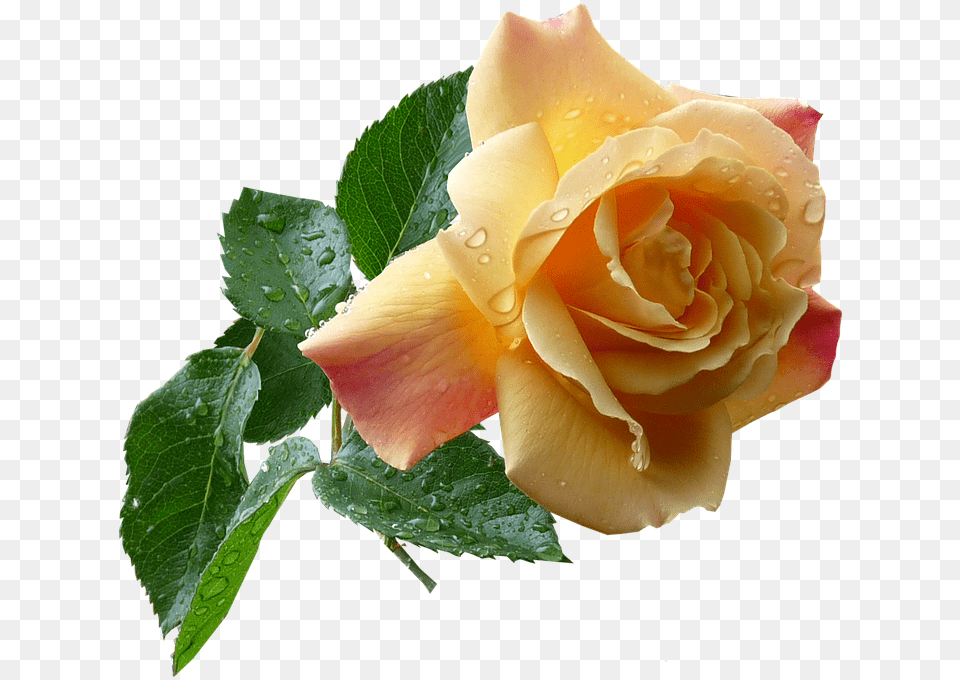 Go To Yellow Roses, Flower, Plant, Rose Png Image