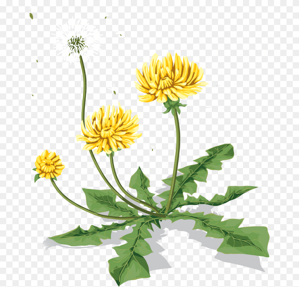 Go To Kulbabka, Flower, Plant, Dandelion, Daisy Free Transparent Png