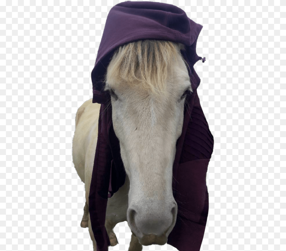 Go To Winston S, Clothing, Hood, Sweatshirt, Sweater Png