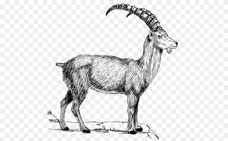 Goat 1 Ibex, Gray Free Png
