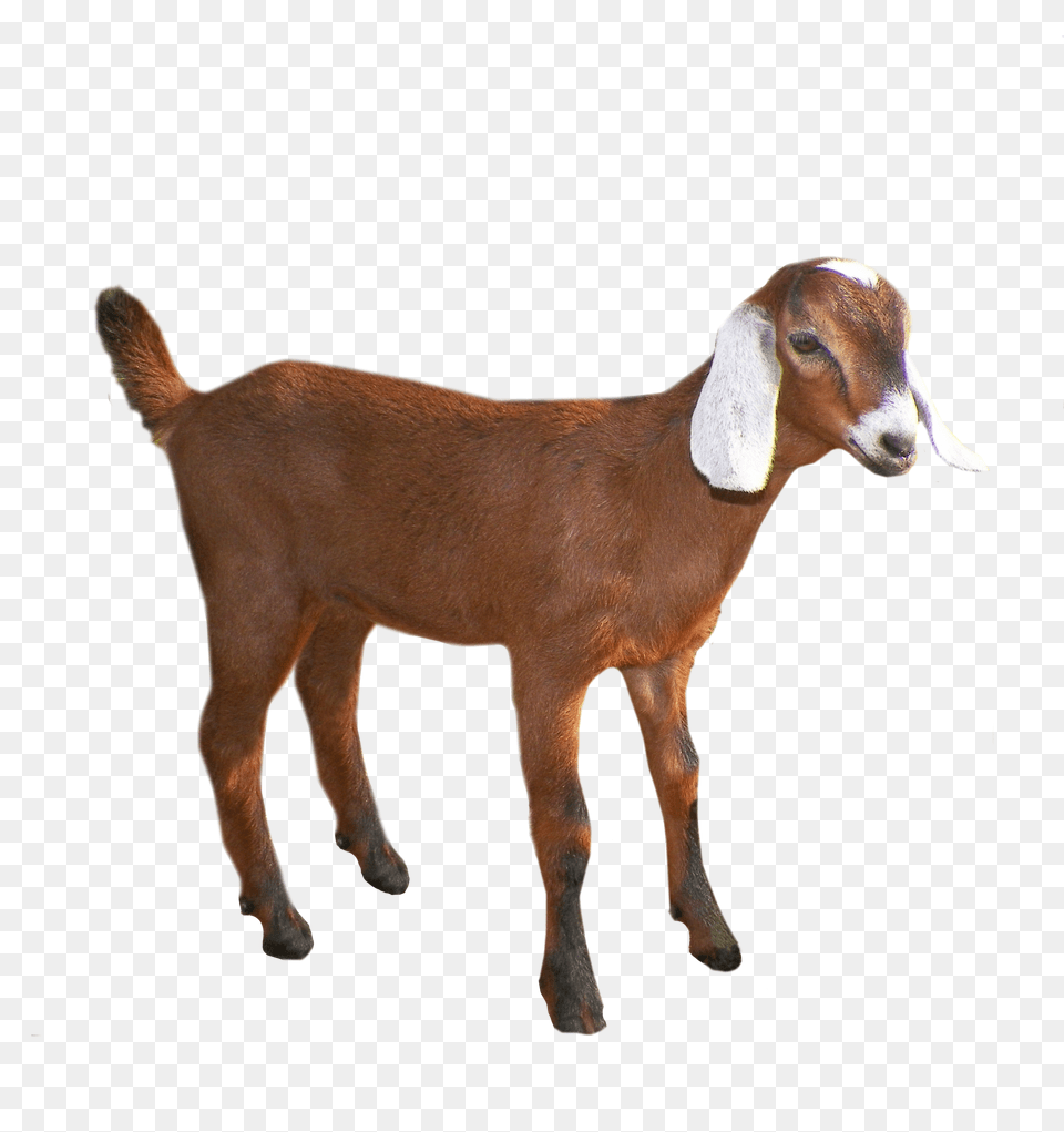 Goat, Livestock, Animal, Mammal, Sheep Png Image