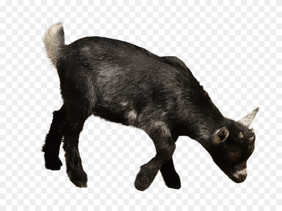Goat, Animal, Livestock, Mammal, Pig Png Image