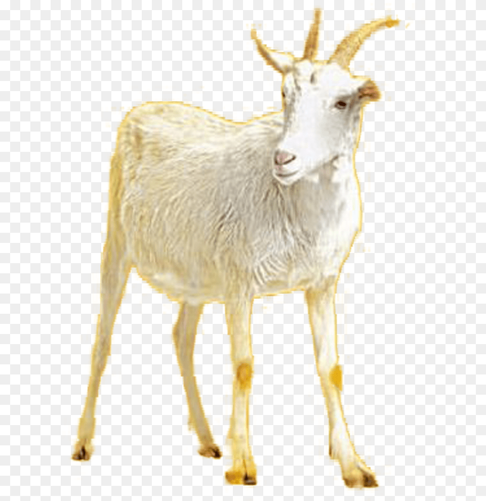 Goat, Livestock, Animal, Mammal, Sheep Free Png Download