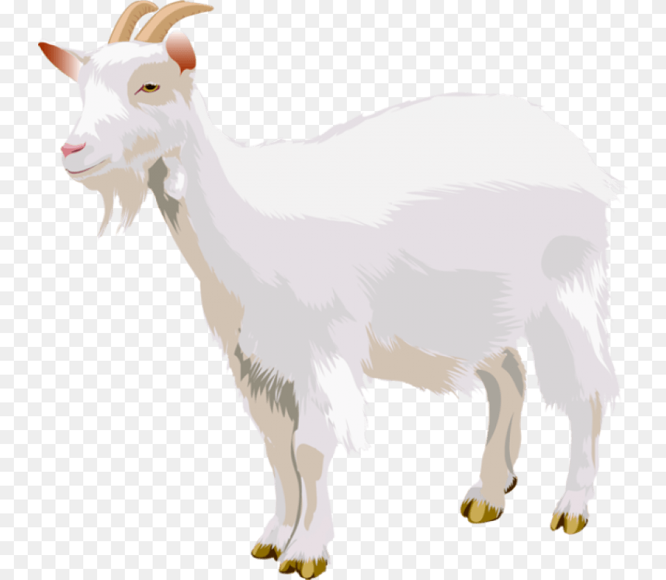 Goat, Livestock, Animal, Mammal, Mountain Goat Free Png Download