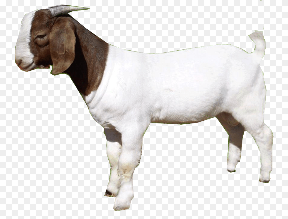 Goat, Livestock, Animal, Mammal, Cattle Png Image