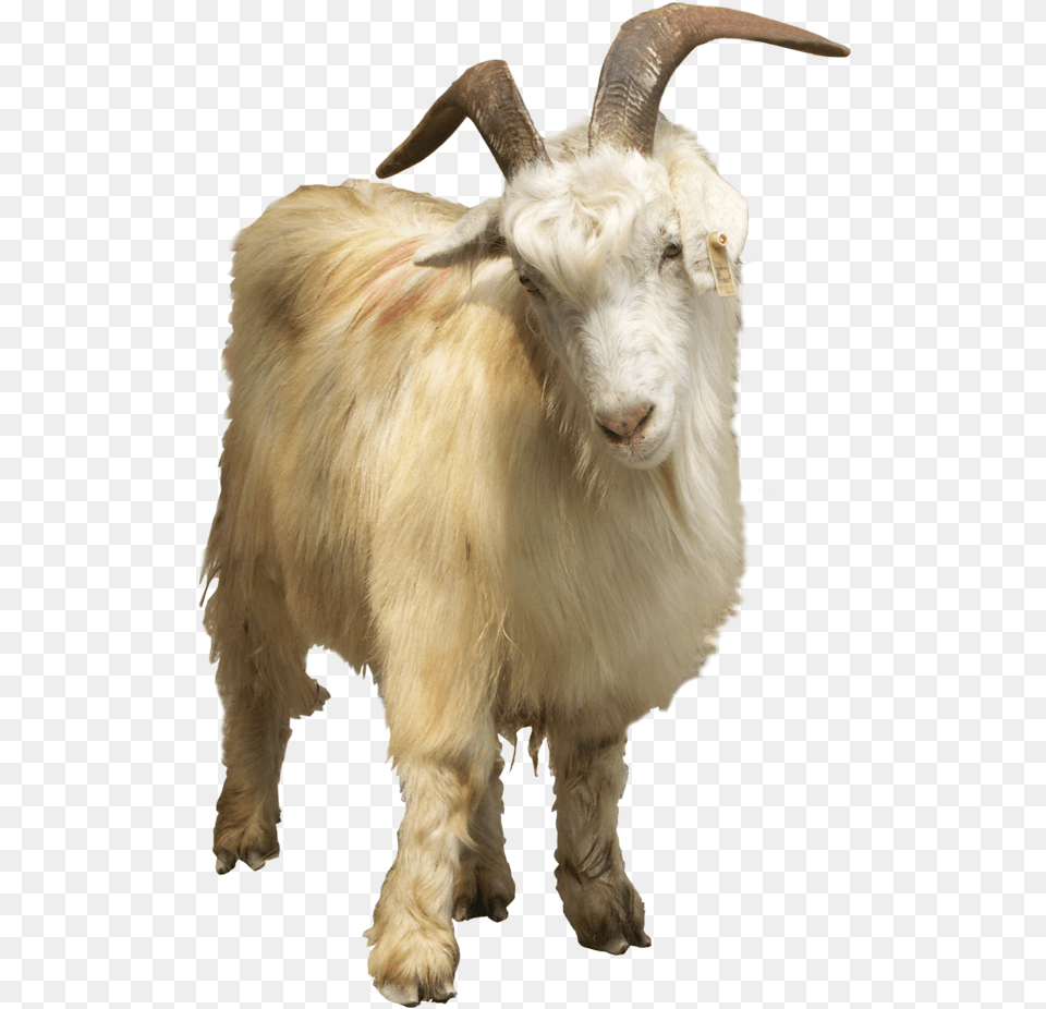 Goat, Livestock, Animal, Mammal, Sheep Png Image