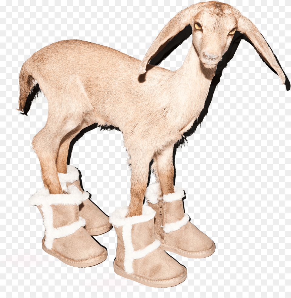 Goat, Livestock, Animal, Mammal, Sheep Free Png Download