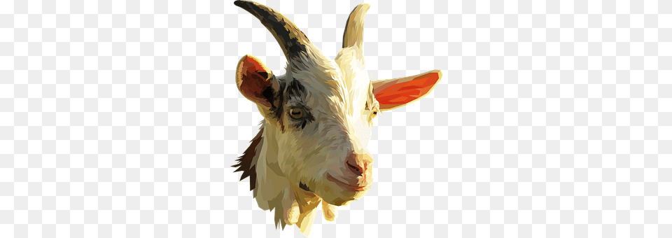 Goat Livestock, Animal, Mammal, Bird Png Image