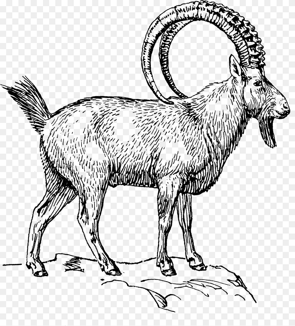 Goat 2 Ibex Clipart Black And White, Gray Free Transparent Png