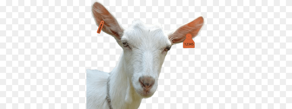 Goat, Livestock, Animal, Mammal, Sheep Free Png