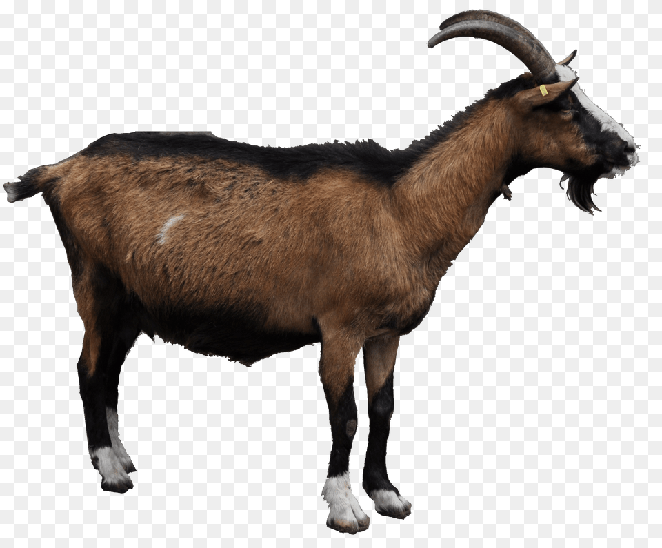 Goat, Livestock, Animal, Mammal, Antelope Png