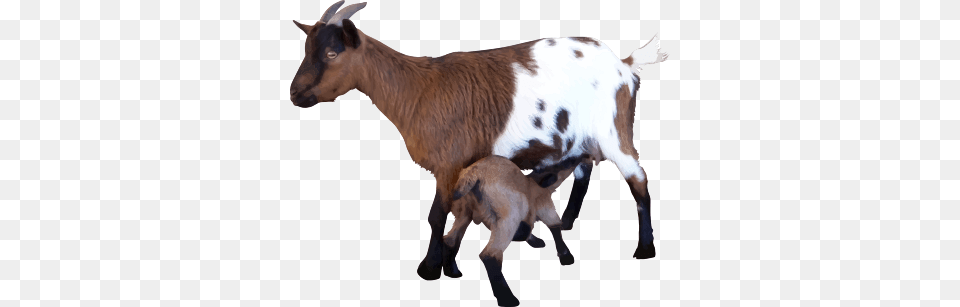 Goat, Livestock, Animal, Mammal, Canine Free Transparent Png