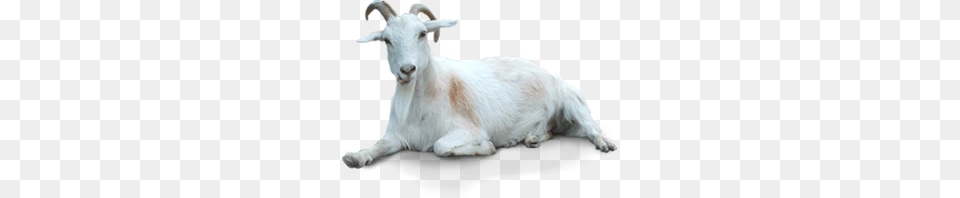 Goat, Livestock, Animal, Mammal, Kangaroo Png