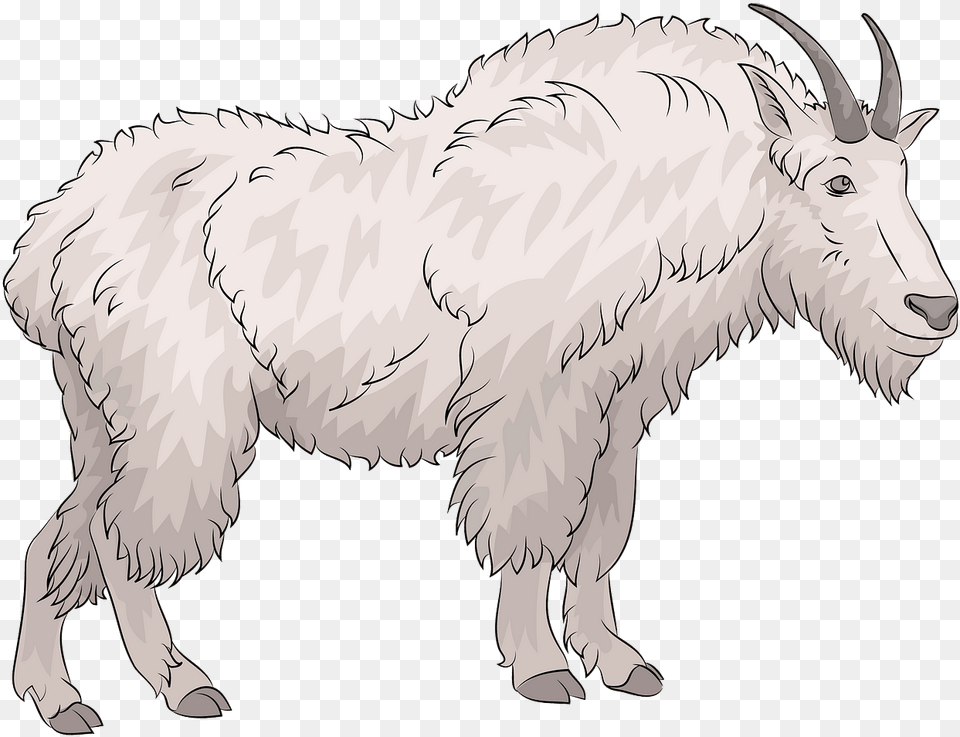 Goat, Livestock, Mammal, Animal, Mountain Goat Png