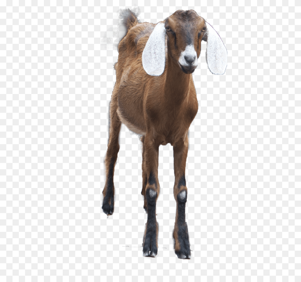 Goat, Livestock, Animal, Mammal, Sheep Free Transparent Png