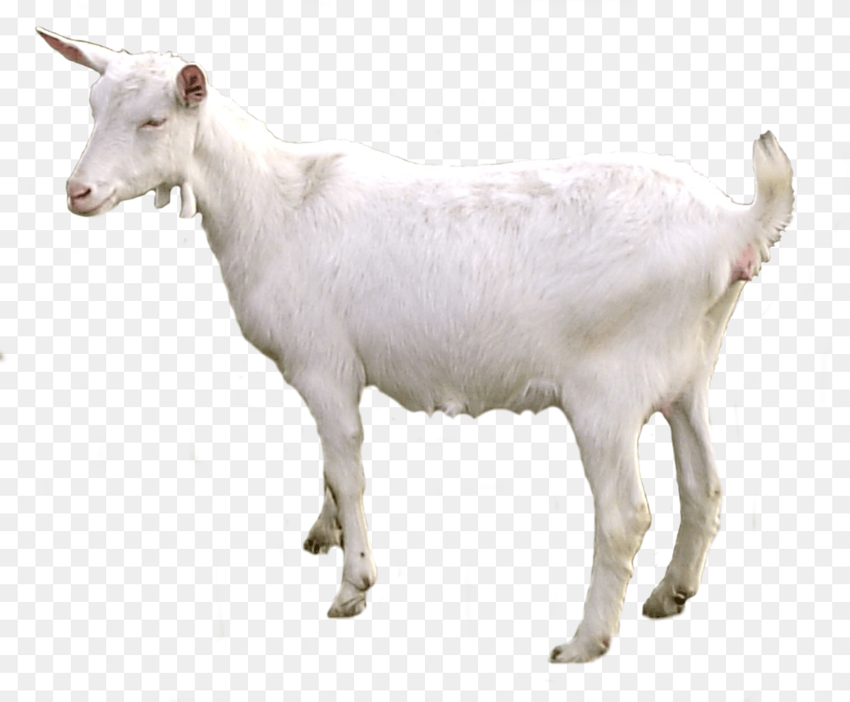 Goat, Livestock, Animal, Mammal, Cattle Png Image