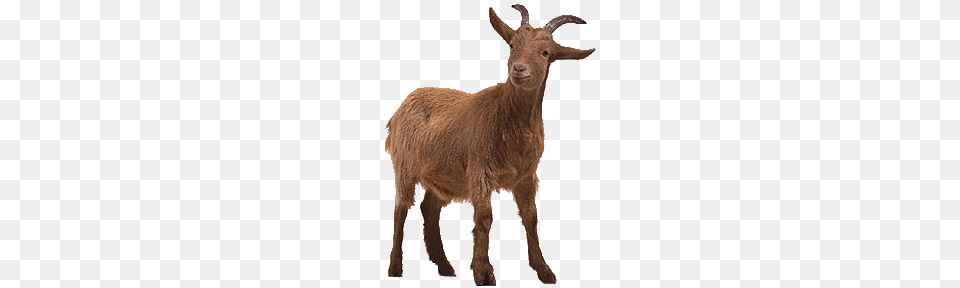 Goat, Livestock, Animal, Mammal, Antelope Png