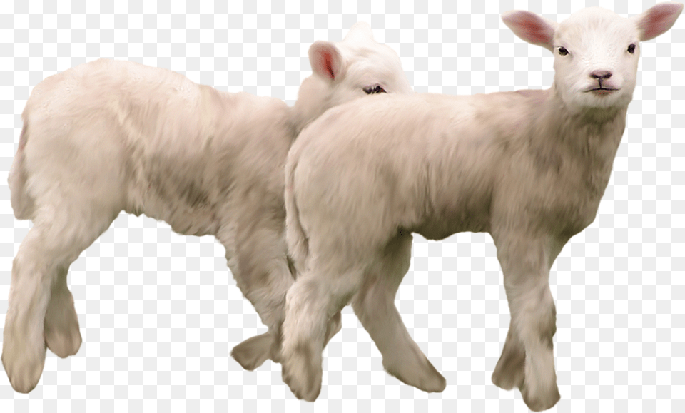 Goat, Livestock, Animal, Mammal, Sheep Png