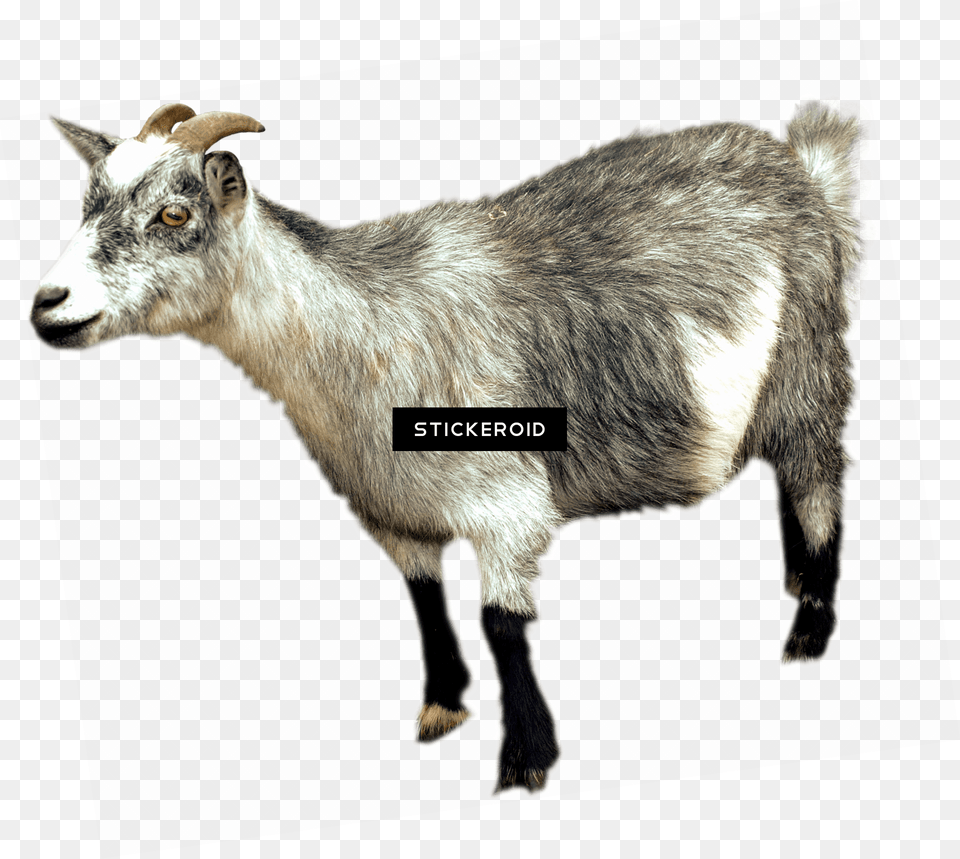 Goat, Livestock, Animal, Mammal, Sheep Free Transparent Png
