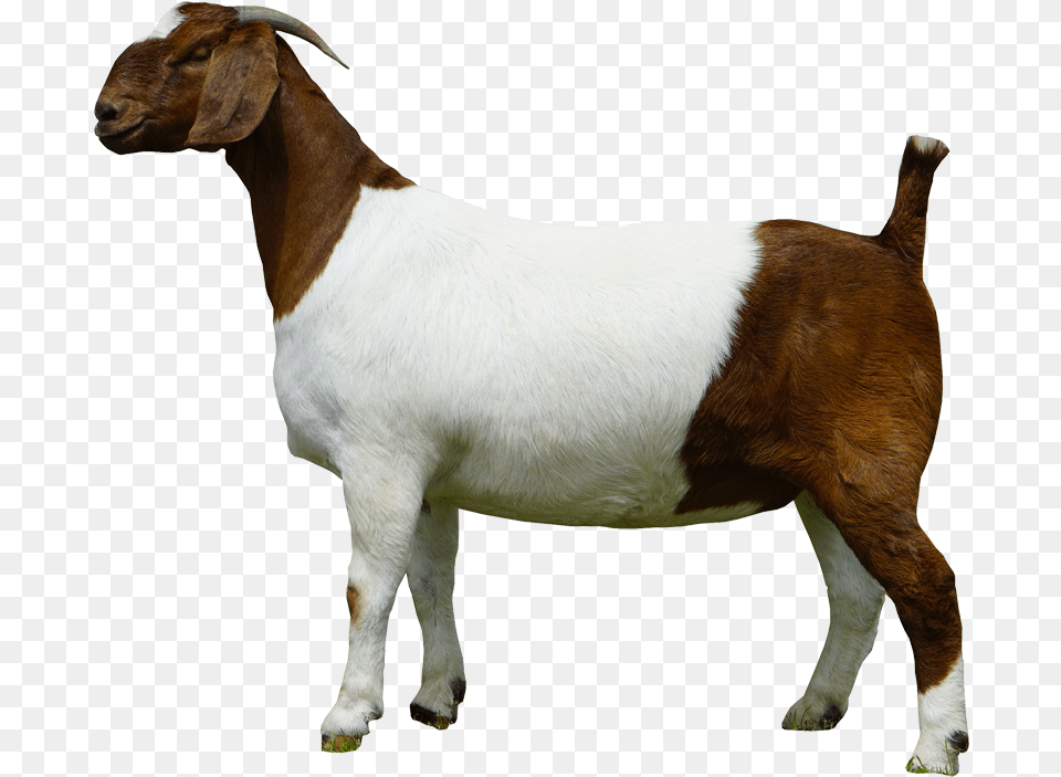 Goat, Livestock, Animal, Mammal, Sheep Free Png Download