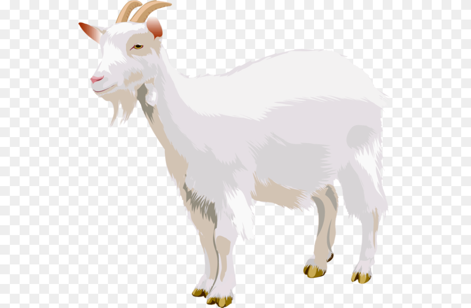 Goat, Livestock, Animal, Mammal, Mountain Goat Png