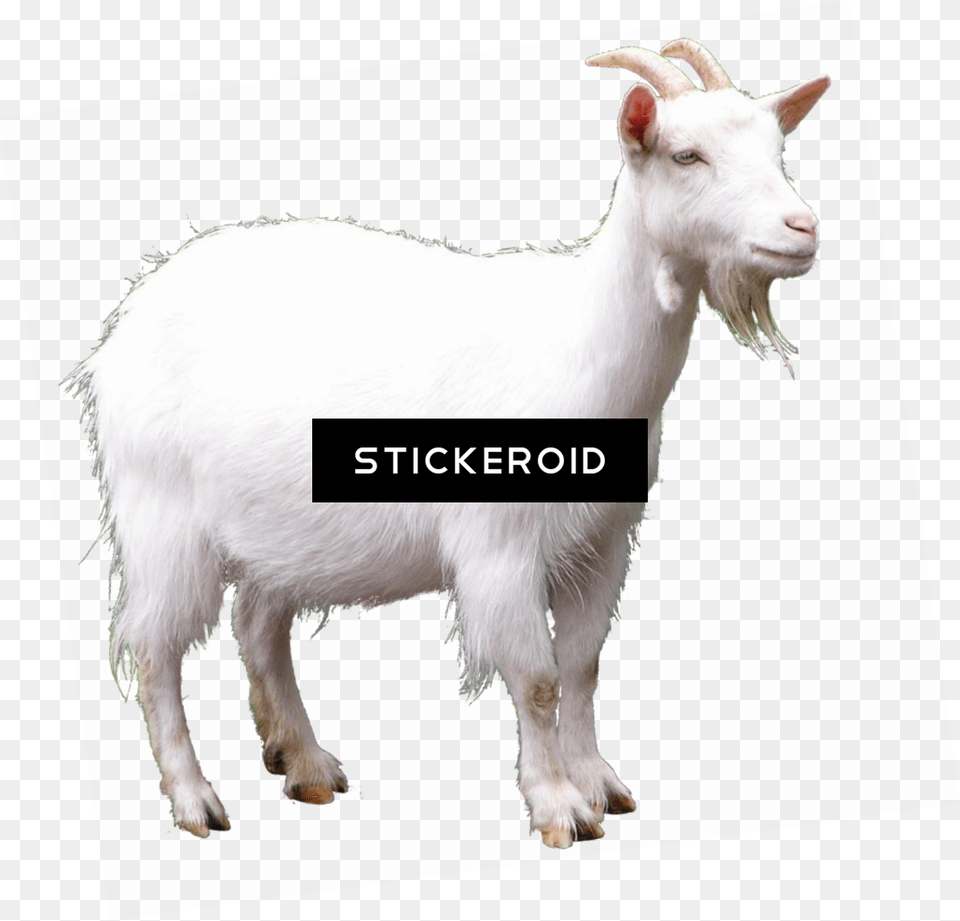 Goat, Livestock, Animal, Mammal, Sheep Free Png Download
