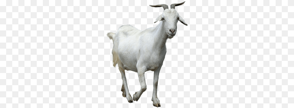 Goat, Livestock, Animal, Mammal, Sheep Free Png