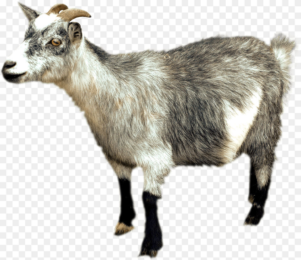 Goat, Livestock, Animal, Mammal, Sheep Png Image