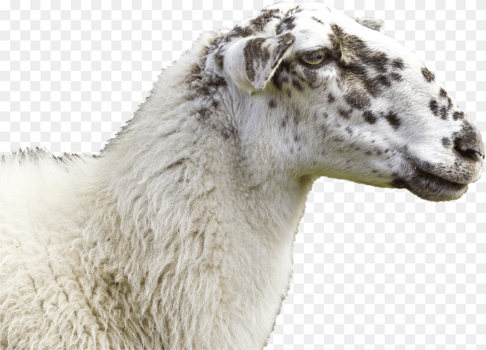 Goat Png Image