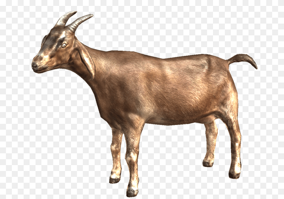 Goat, Livestock, Animal, Mammal, Antelope Png Image