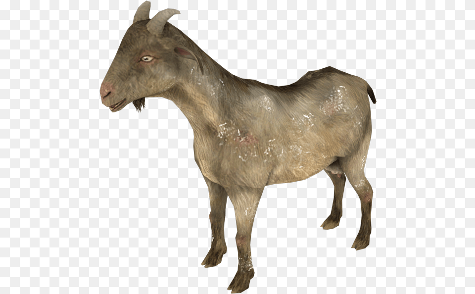 Goat, Livestock, Animal, Mammal, Antelope Free Png Download