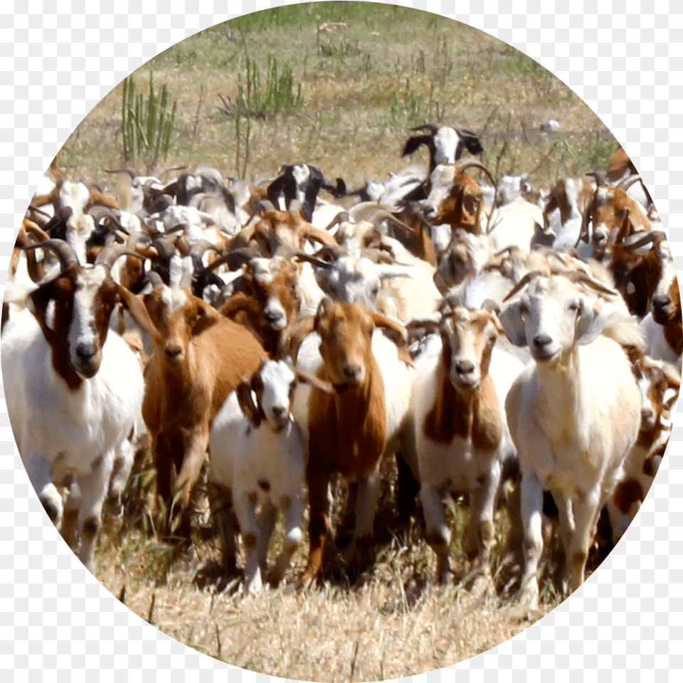 Goat, Animal, Herd, Photography, Cattle Free Png