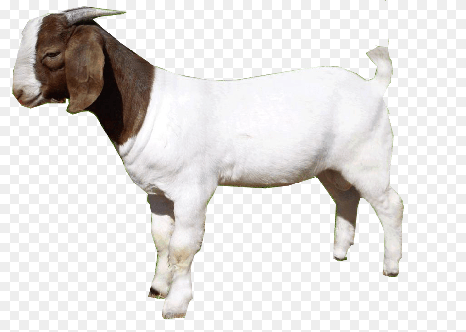 Goat, Livestock, Animal, Mammal, Canine Free Png