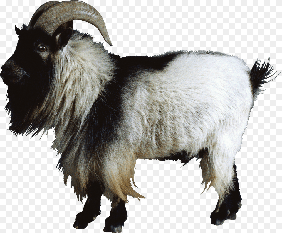 Goat, Bottle, Face, Head, Person Free Png