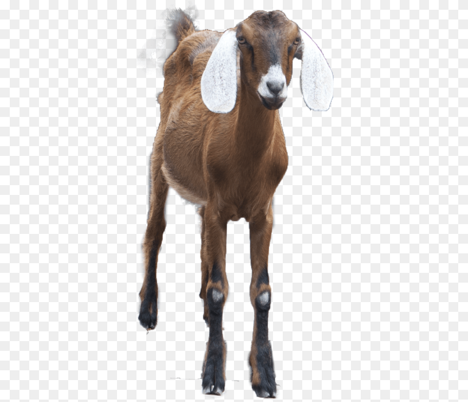 Goat Alpha Channel Clipart Images Gaot Pic In, Livestock, Animal, Mammal, Antelope Free Transparent Png