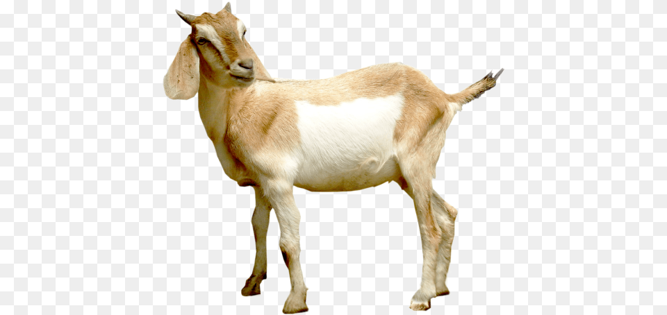Goat And Pig Format Syair Sgp 26 Maret 2018, Livestock, Animal, Mammal, Antelope Free Png Download