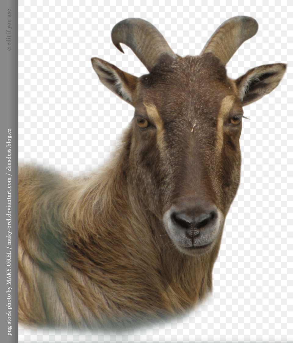 Goat And Sheep Goats Head, Animal, Antelope, Livestock, Mammal Png