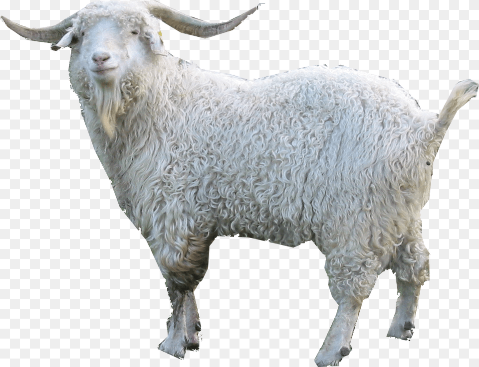 Goat Angora Goat Clipart, Livestock, Animal, Mammal, Sheep Png