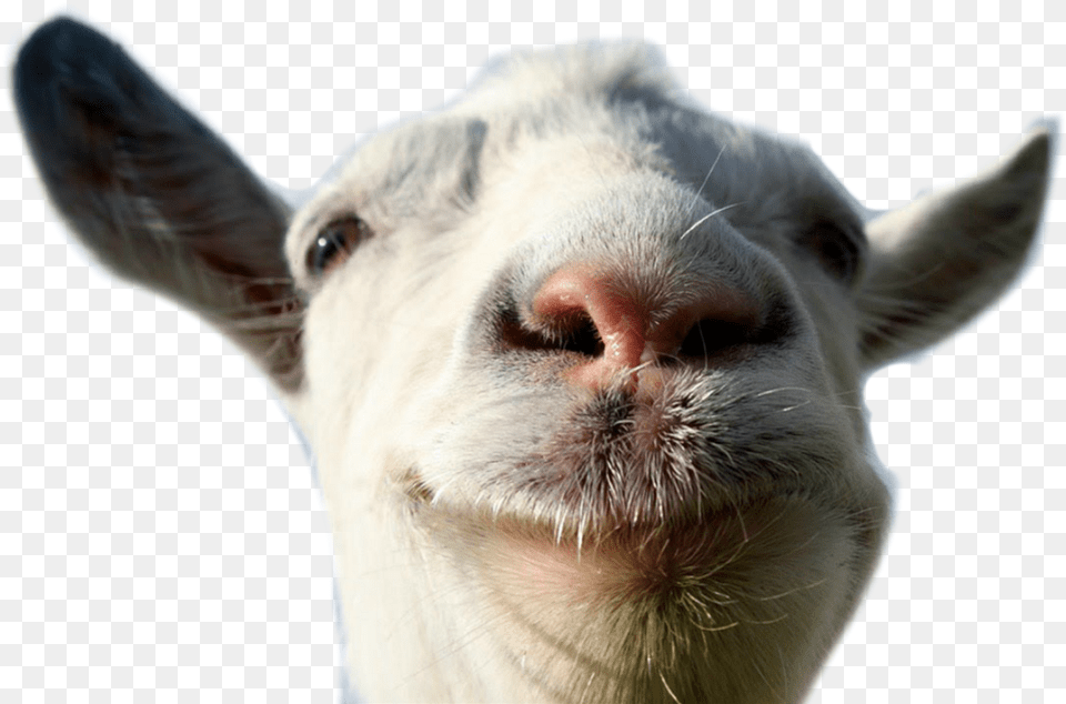 Goat Animal Farm Funny Lol Freetoedit Goat Simulator Logo Livestock, Mammal, Canine, Dog Free Transparent Png