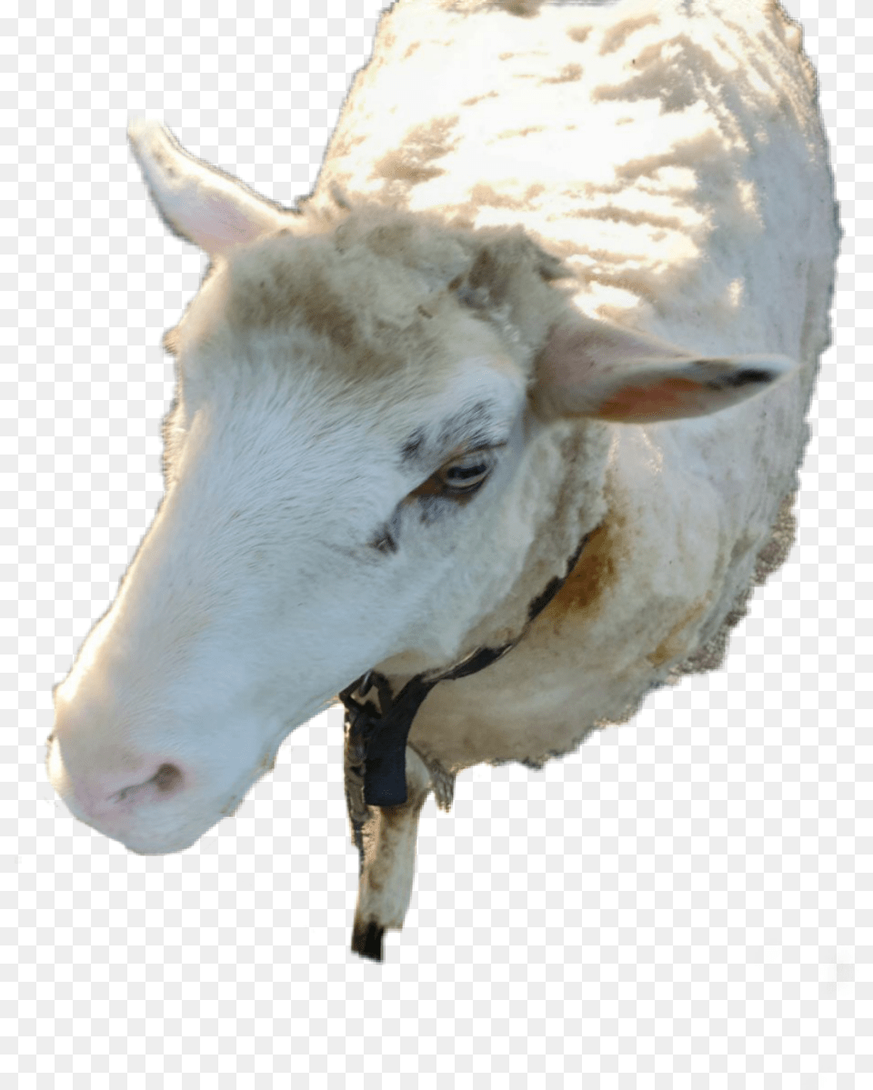 Goat Animal Granja Sheep Pretty Respect Sheep, Livestock, Mammal, Bird Free Png