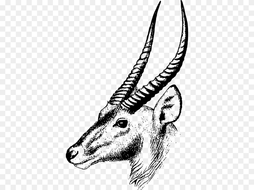 Goat Animalsnoutgoat Antelopeline Artcoloring Bookthomson Springbok Bull Black And White, Gray Free Transparent Png